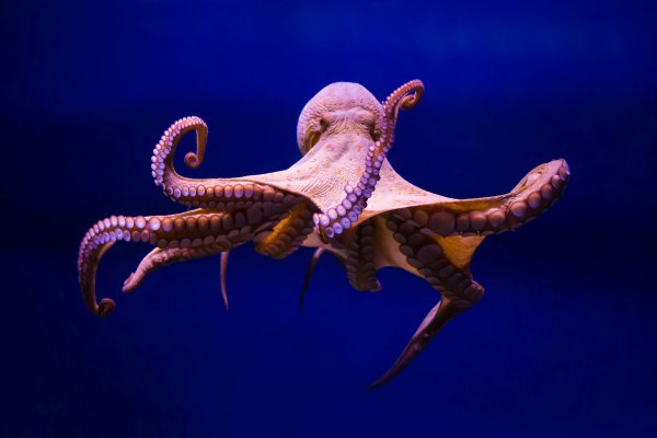 Kraken оригинальная ссылка